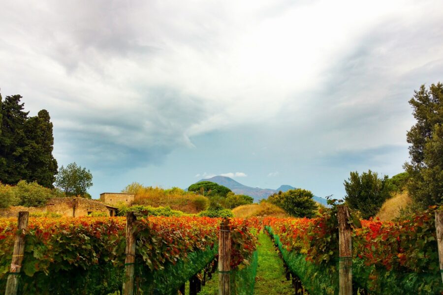 prosecco vines