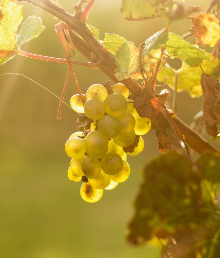 Home - Colline di Luce