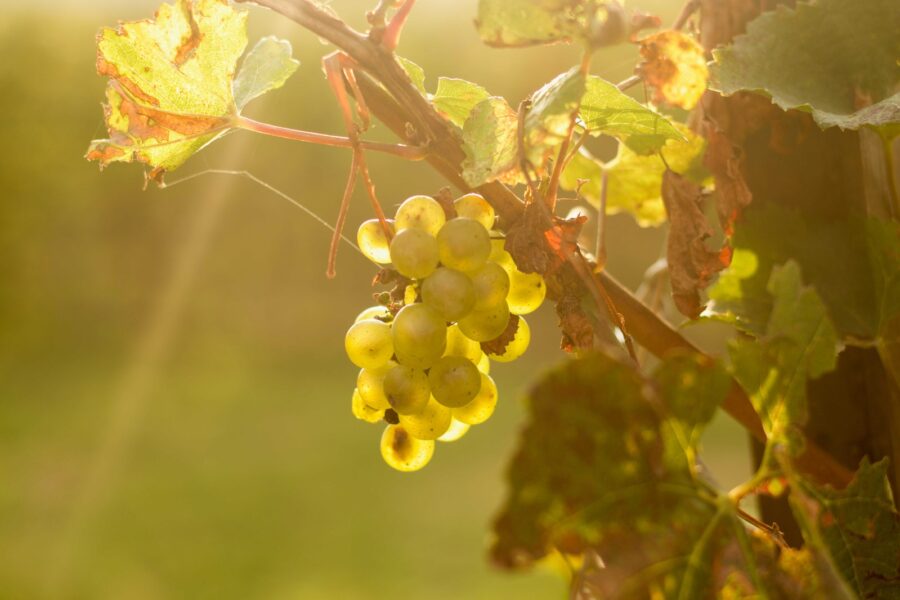 bunch of grapes