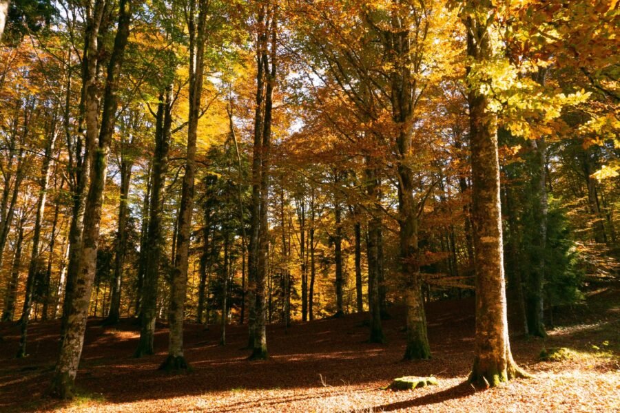 among serenissima forest